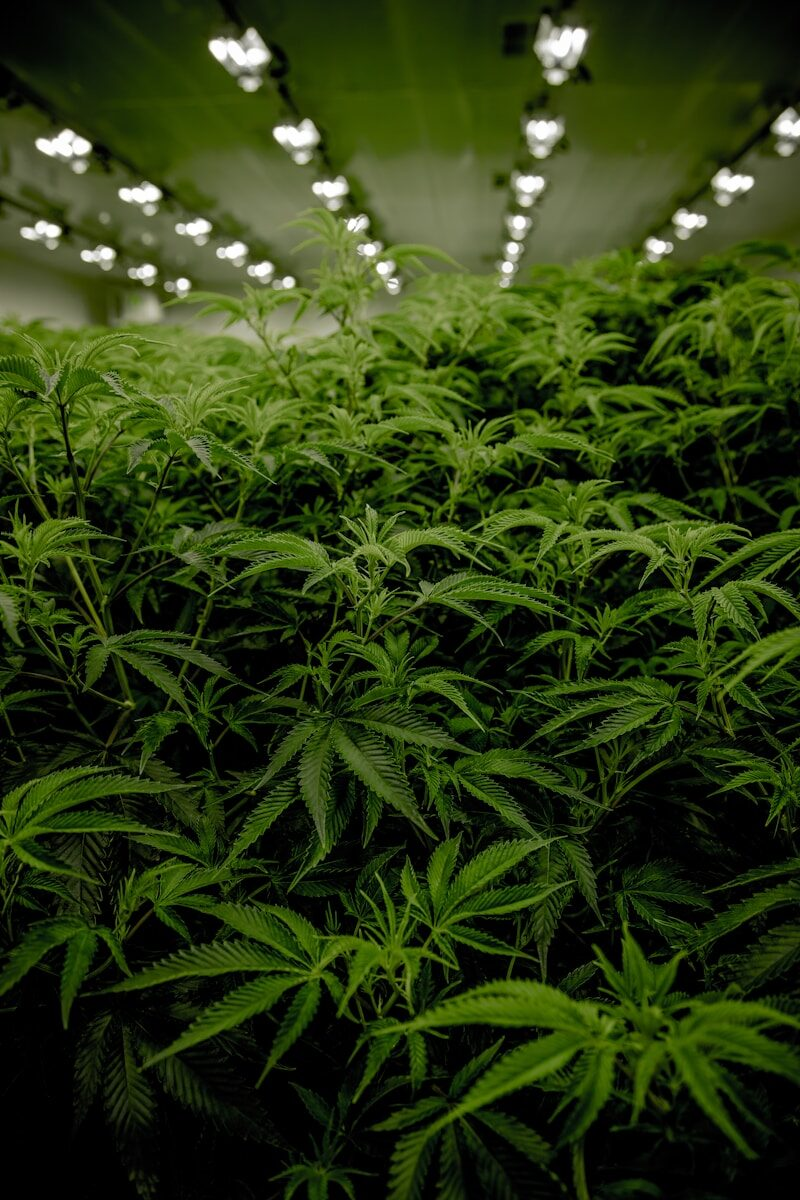 Grow - Cannabis - Swiss Cana