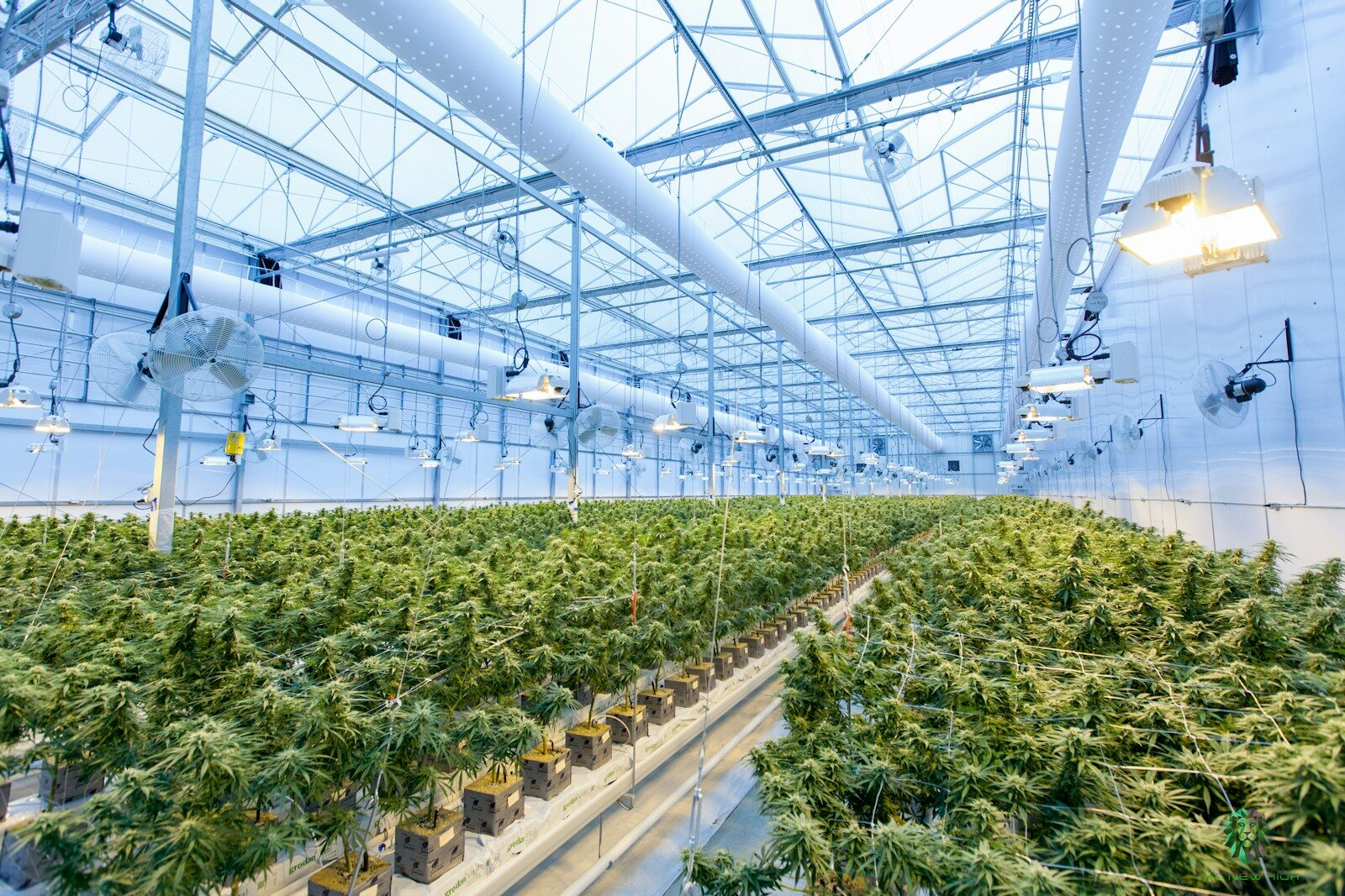 Growroom - Cannabis - Swiss Cana À propos - Swiss Cana